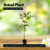 Chinese Sweet Orange Grafted Live Fruit Plant (Home & Garden)