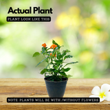 Kanakambaram | Aboli | Crossandra | Firecracker Flower (Crossandra Infundibuliformis) Flowering/Ornamental Live Plant (Home & Garden)