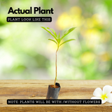 Elephant Apple | Chalta Plant (Dillenia Indica) Fruit Live Plant (Home & Garden)