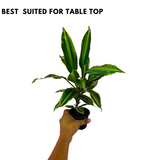 Dracena Darasingh Miniature (Dracaena massangena) - Live Plant (Home & Garden)