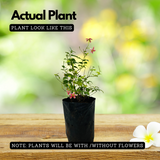 Madhumalati / Rangoon Creeper (combretum indicum)- Flowering/Ornamental/Live Plant (Home & Garden)