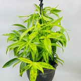 Dracaena Golden Milky / Milky Bamboo Hanging Plant With Pot