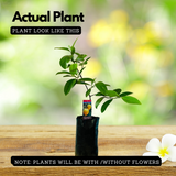 Malabar Tamarind / Kudampuli (Grafted) (Garcinia cambogia) Fruit Live Plant (Home & Garden)