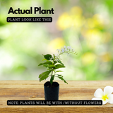 Sand paper Vine White / White Wreath (Petrea Volubilis) Wine Creeper Flowering/Ornamental Live Plant (Home & Garden)