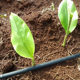 Mango Ginger / Mango Inchi Rhizome (Curcuma amada)