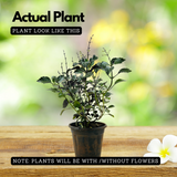 Blue Salvia (Salvia azurea) Flowering/Ornamental Live Plant (Home & Garden)