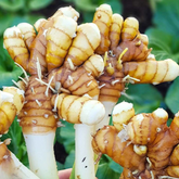 Kasturi Manjal / Wild Turmeric Rhizome (Curcuma Aromatica)