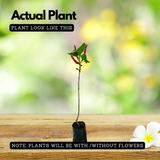 Acalypha Hispida | Chenille Plant | Poochavalan Plant - Flowering/Ornamental/Medicinal Live Plant (Home & Garden)