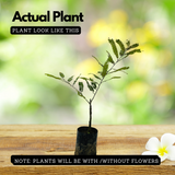 Red Nelli / Red Amla Grafted (Phyllanthus emblica) Live Fruit / Medicinal Plant (Home & Garden)