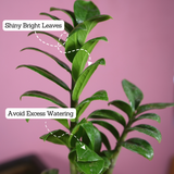 Zamioculcas zamiifolia ƒ??Zenziƒ?? Dwarf ZZ Plant- Live Plant (With Self-Watering Pot & Plant)