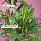 Chamaedorea Palm (Chamaedorea seifrizii) - Live Plant (With Self-Watering Pot & Plant)