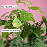 Monstera Adansonii | Broken Heart Plant- Live Plant (With Self-Watering Pot & Plant)