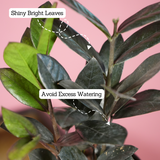 Zamioculcas Raven / Black ZZ Plant (Zamioculcas zamiifolia)- Live Plant (With Self-Watering Pot & Plant) (Home & Garden)