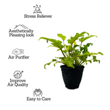 Philodendron Xanadu Golden (Thaumatophyllum xanadu)- Live Plant (Home & Garden)