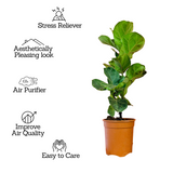 Ficus Lyrata | Fiddle Leaf Fig - Live Plant in 6inch Pot (Home & Garden)