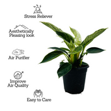 Philodendron Birkin / White Wave - Live Plant in 12cm Pot (Home & Graden)