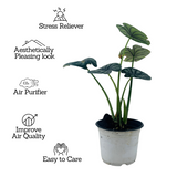 Alocasia Dragon Scale - Live Plant (Home & Garden)