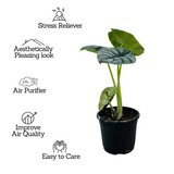 Alocasia Silver Dragon- Live Plant (Home & Garden)