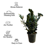 Zamioculcas Raven / Black ZZ Plant (Big) (Zamioculcas zamiifolia) - Live Plant in 8inch Pot For Indoor (Home & Garden)