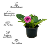Gloxinia Plant (Any Color)- Live Flowering Plant in 10cm Pot (Home & Garden)