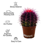 Ball Cactus Purple (echinocactus grusonii) - Live Plant (Home & Graden)
