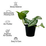 Silver Pictus / Silver Satin Pothos - Live Plant (Home & Garden)
