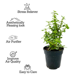 Jade Plant (Crassula Argentea) - Live Plant in 13cm Pot (Home & Garden)