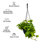 Philodendron Oxycardium Brasil With Hanging Pot (Home & Garden)