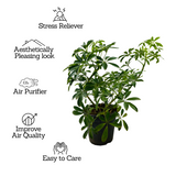 Schefflera- Live Plant (Home & Garden)