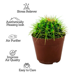 Ball Cactus Green (echinocactus grusonii) - Live Plant (Home & Graden)