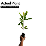 Cloves Plant (Syzygium Aromaticum) Live Spice Plant (Home & Garden)