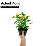 Kanakambaram | Aboli | Crossandra | Firecracker Flower (Crossandra Infundibuliformis) Flowering/Ornamental Live Plant (Home & Garden)