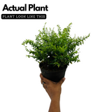 Khufiya | Cuphea Hyssopifolia (Kufiya) Mexican Heather | False Heather Flowering/Ornamental Live Plant (Home & Garden)