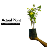 Allamanda Creeper | Pentalinon luteum (Yellow) - Flowering/Ornamental Live Plant (Home & Garden)