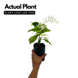 Sand paper Vine White / White Wreath (Petrea Volubilis) Wine Creeper Flowering/Ornamental Live Plant (Home & Garden)