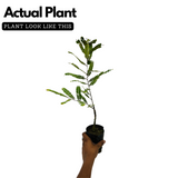 Red Nelli / Red Amla Grafted (Phyllanthus emblica) Live Fruit / Medicinal Plant (Home & Garden)