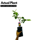 Malabar Tamarind / Kudampuli (Grafted) (Garcinia cambogia) Fruit Live Plant (Home & Garden)