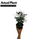 Blue Salvia (Salvia azurea) Flowering/Ornamental Live Plant (Home & Garden)