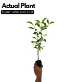 Chinese Sweet Orange Grafted Live Fruit Plant (Home & Garden)