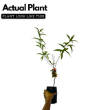 Peach Fruit (Prunus persica)- Live Fruit Plant (Home & Garden)