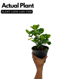 Gardenia | Gandharaj | Cape jasmine (Gardenia jasminoides)- Flowering/Ornamental/Live Plant (Home & Garden)