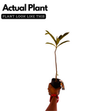 Elephant Apple | Chalta Plant (Dillenia Indica) Fruit Live Plant (Home & Garden)