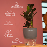 Zamioculcas Raven / Black ZZ Plant (Zamioculcas zamiifolia)- Live Plant (With Self-Watering Pot & Plant) (Home & Garden)