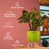 Monstera Adansonii | Broken Heart Plant- Live Plant (With Self-Watering Pot & Plant)