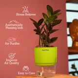 Zamioculcas Raven / Black ZZ Plant (Zamioculcas zamiifolia)- Live Plant (With Self-Watering Pot & Plant) (Home & Garden)