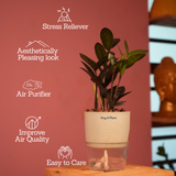 Zamioculcas Raven / Black ZZ Plant (Zamioculcas zamiifolia)- Live Plant (With Self-Watering Pot & Plant) (Home & Garden)