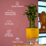 Lotus Bamboo / Lucky Bamboo - Live Plant (With Self-Watering Pot & Plant)