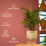 Chamaedorea Palm (Chamaedorea seifrizii) - Live Plant (With Self-Watering Pot & Plant)