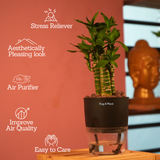 Lotus Bamboo / Lucky Bamboo - Live Plant (With Self-Watering Pot & Plant)