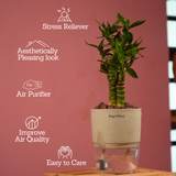 Lotus Bamboo / Lucky Bamboo - Live Plant (With Self-Watering Pot & Plant)